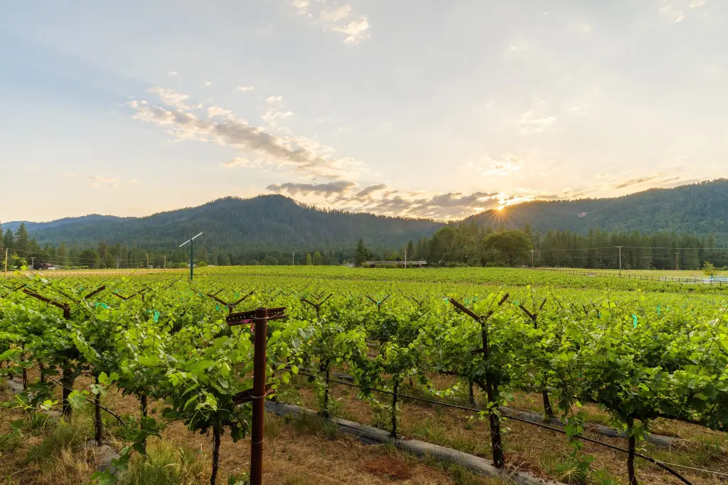 Picture 12