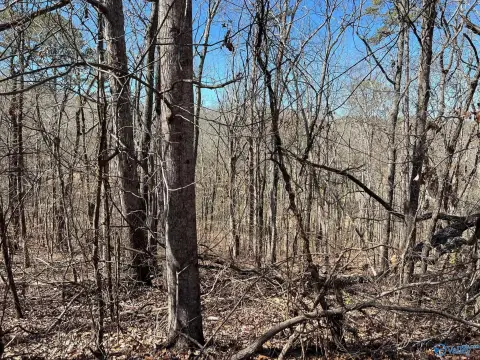 Wooded Lot in Desirable Area