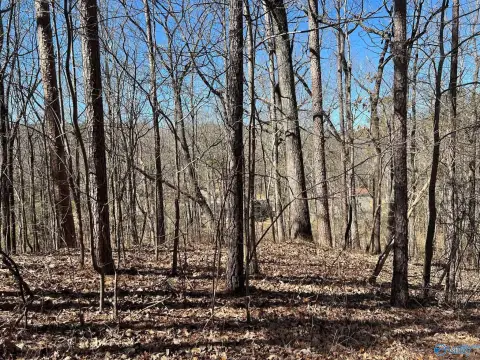 Wooded Lot in Desirable Area