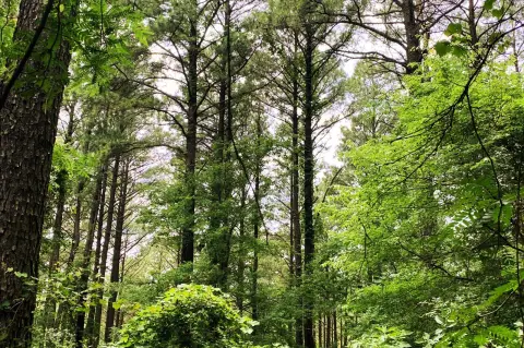 5-Acre Retreat in Hochatown, OK