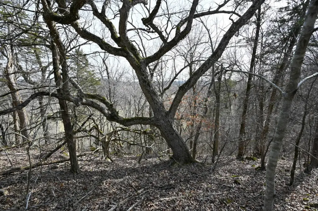 Picture 8