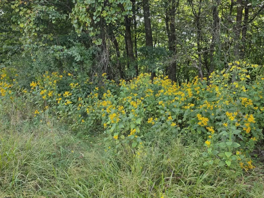 Picture 25