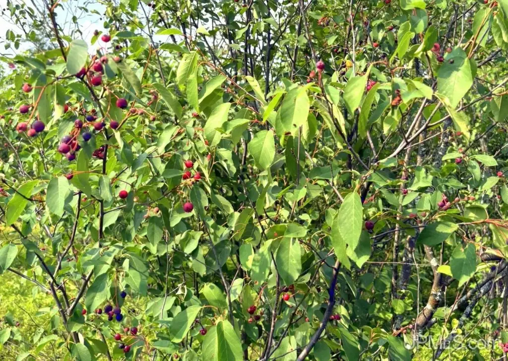 Picture 45