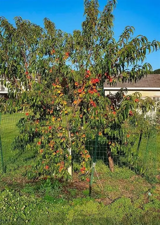 Picture 16