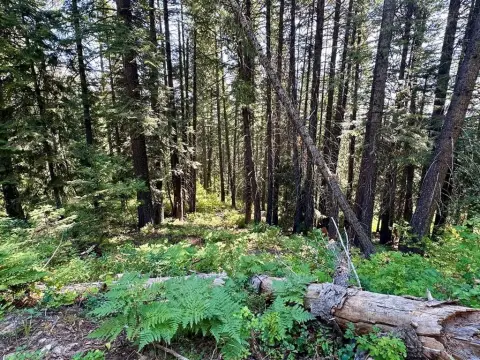 Wooded Land Near Tamarack Resort