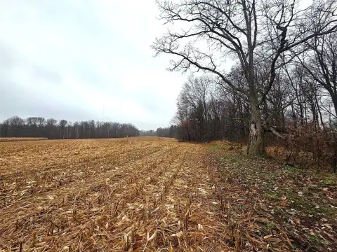 Wooded Land with Maple Trees