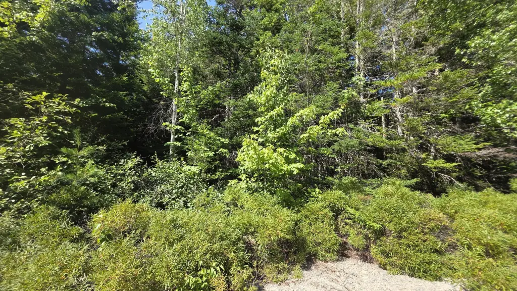 Picture 21