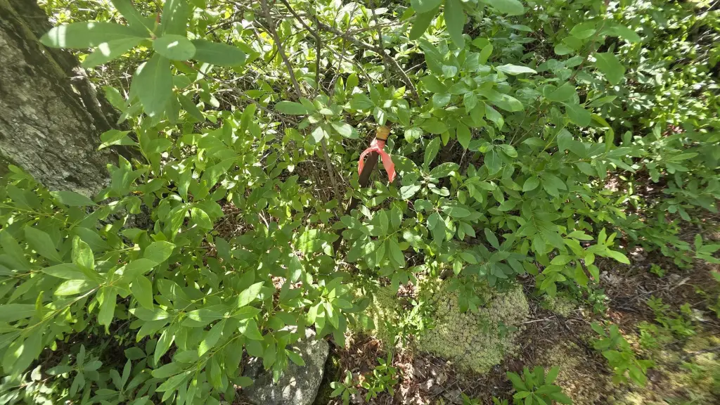 Picture 5