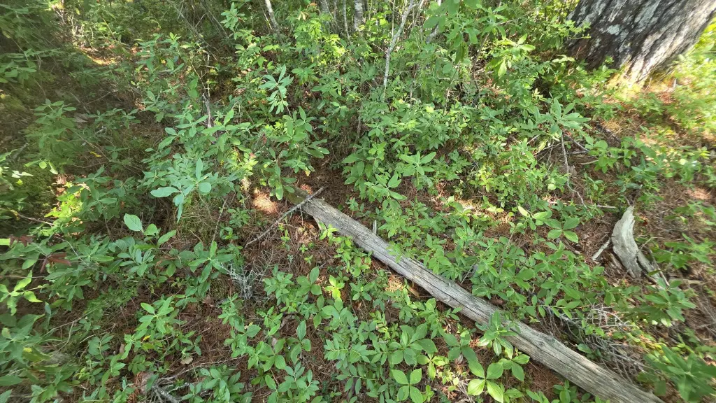 Picture 17