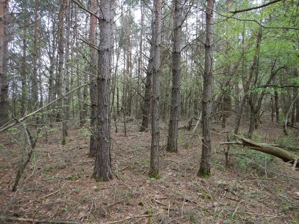 Picture 26
