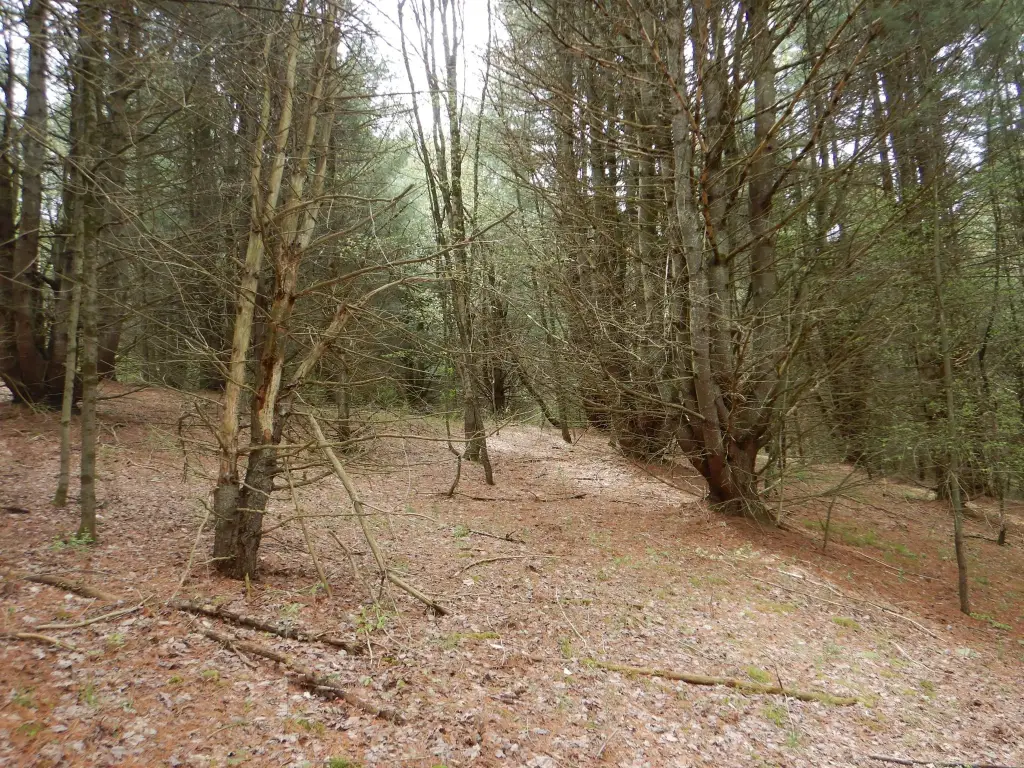 Picture 8