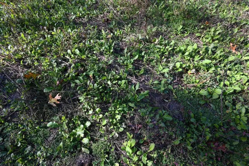 Picture 31