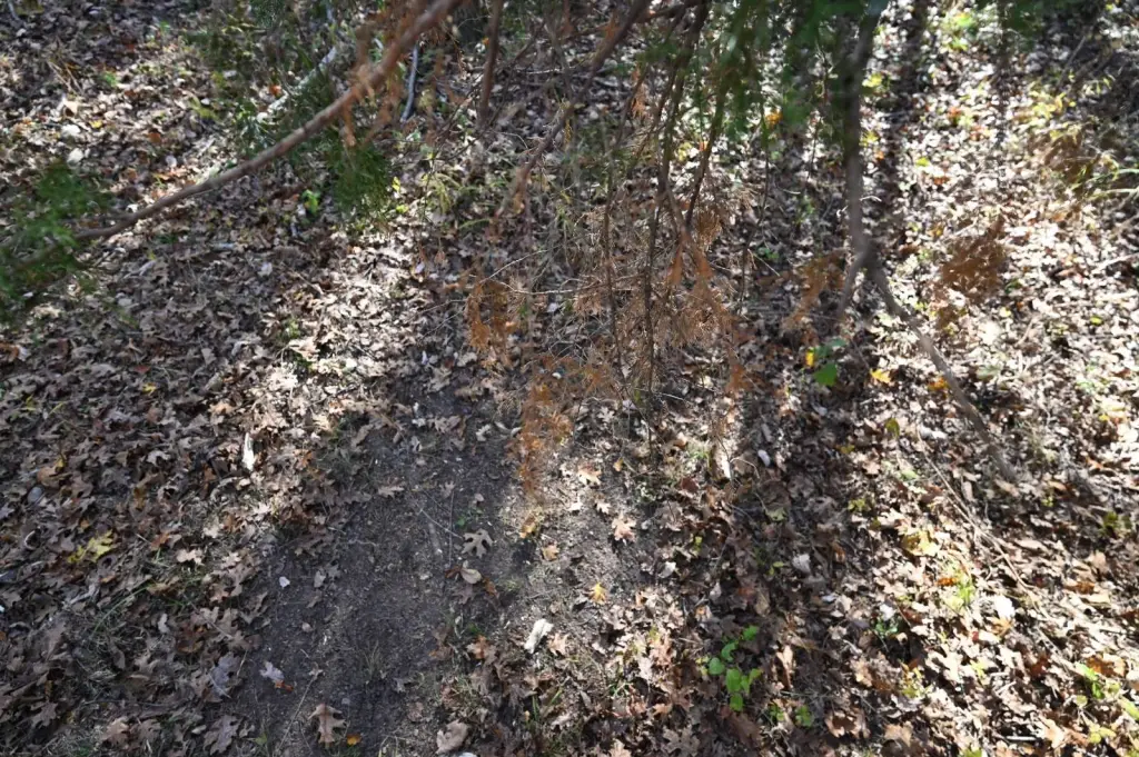 Picture 44