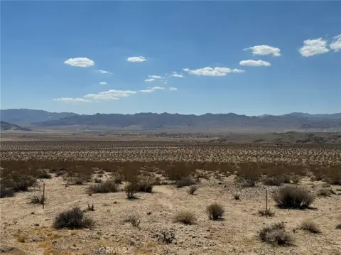 Joshua Tree Land with Design