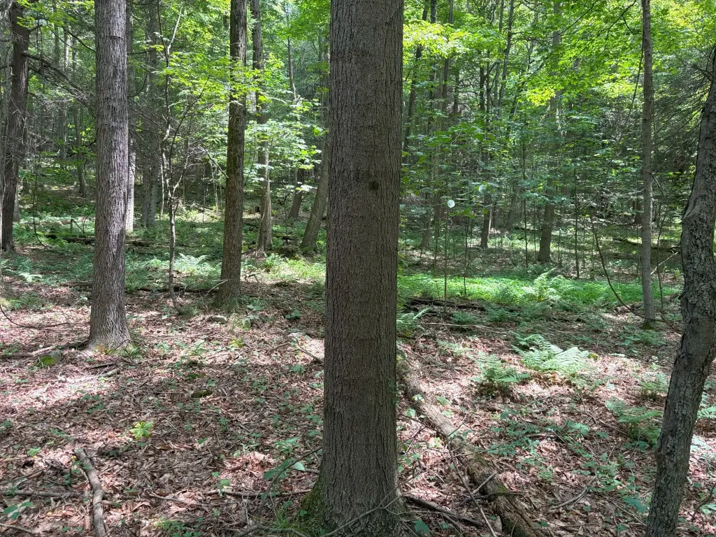 Picture 5