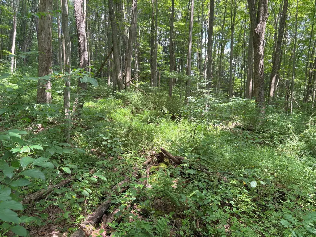 Picture 33