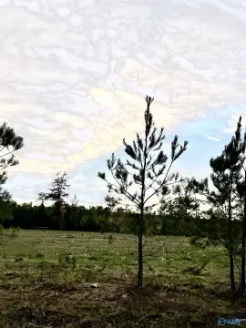 Piedmont, AL Acreage with Views