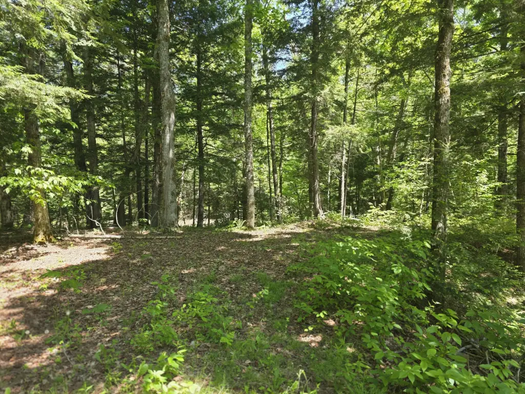 Picture 5