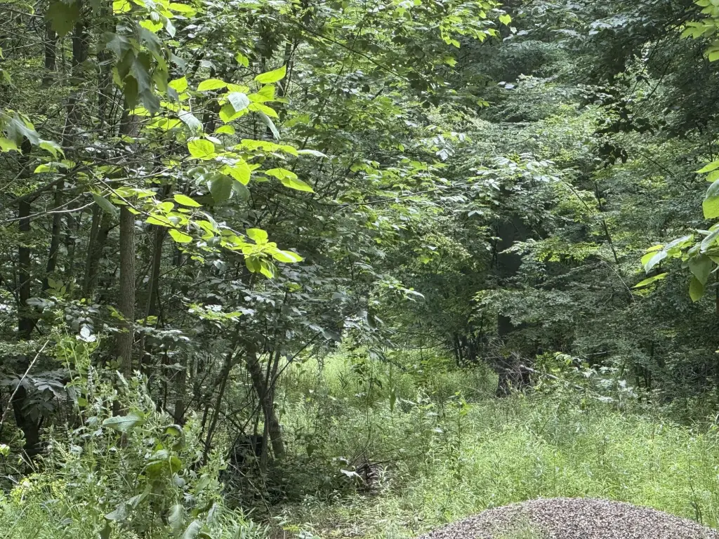 Picture 6