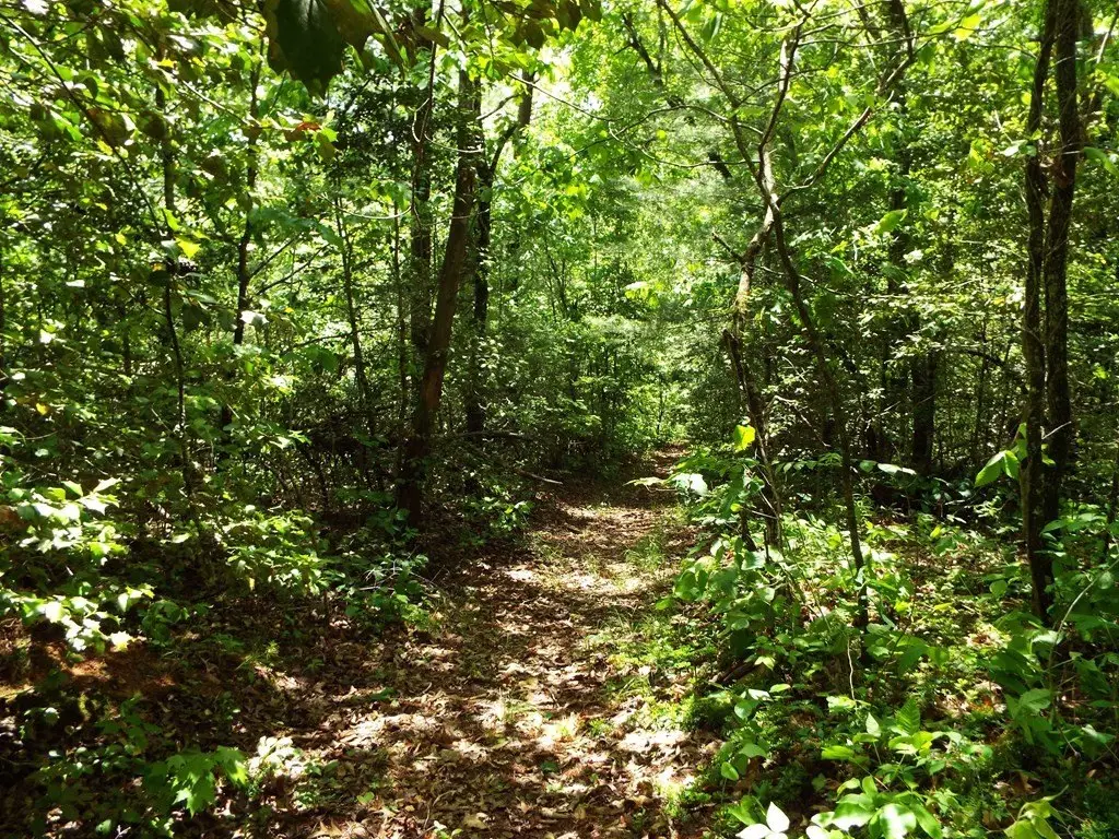 Picture 8