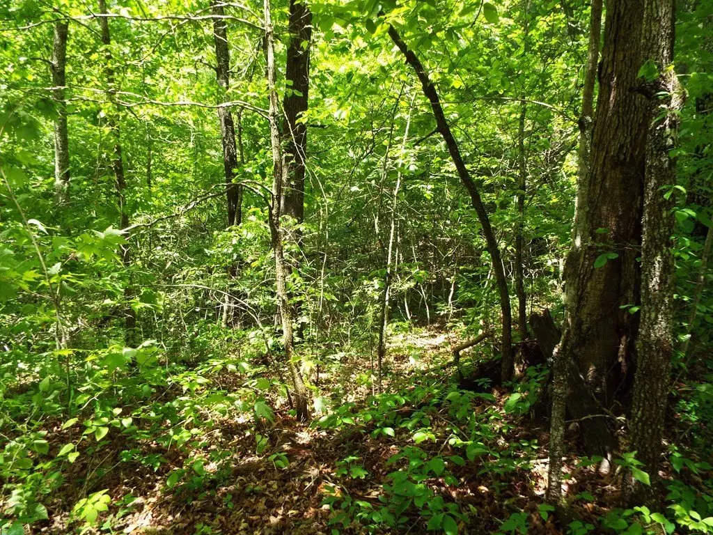 Picture 31