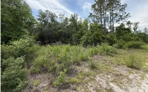 Wooded Residential Lot in O'Brien