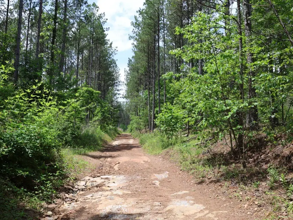 Picture 8