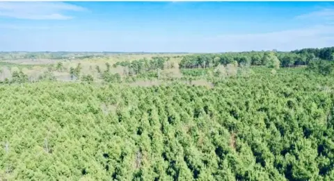 Pine Timber Land For Sale