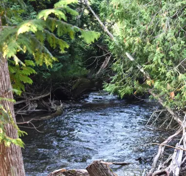 Cleared Land Near Sturgeon River