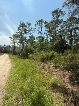 Wooded Lot in Steinhatchee, FL