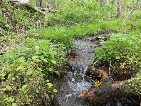 Wooded Lot in Caney Fork