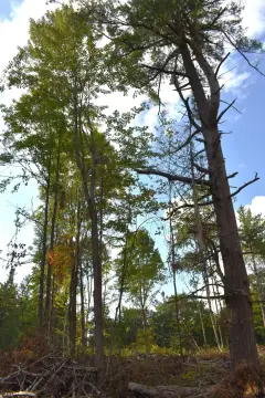 Cleared Land Near Sturgeon River