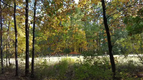Wooded Residential Building Lot