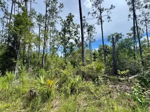Steinhatchee Wooded Land Parcel