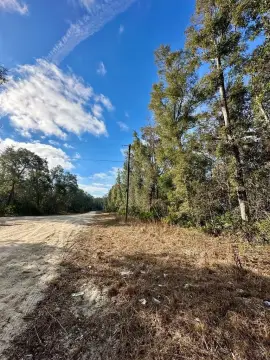 Untouched Land Near Suwannee River