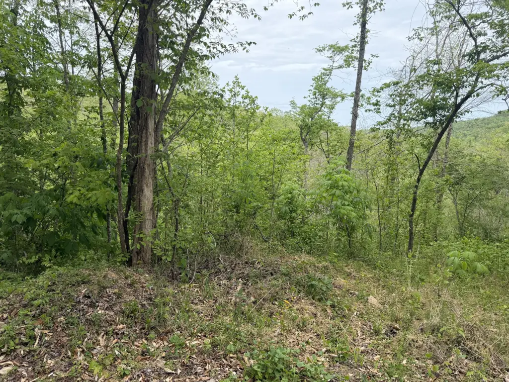 Picture 5