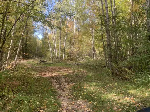 Wooded Hunting Land