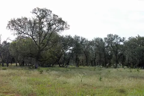 Texas Hill Country Land