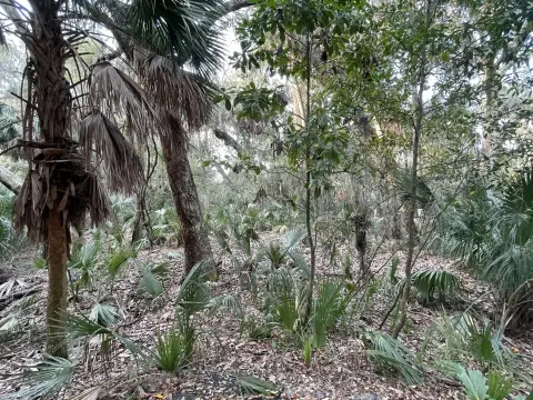Edisto Beach Wooded Lot