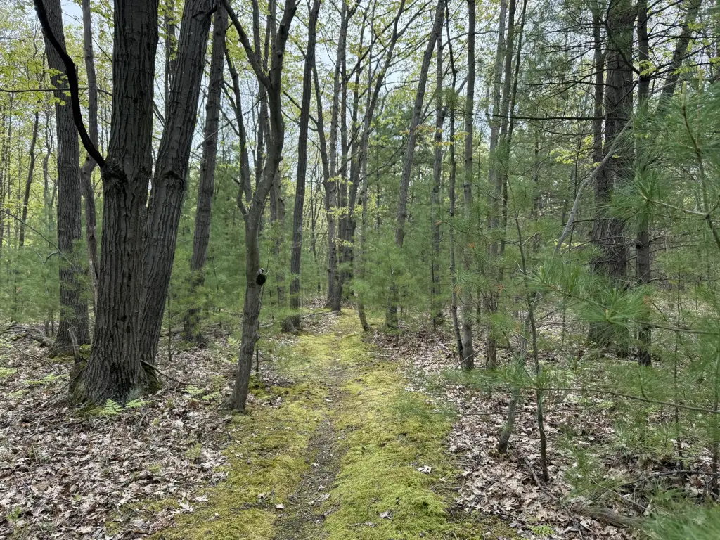 Picture 5