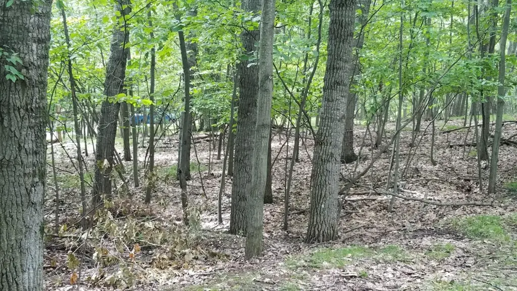 Picture 5