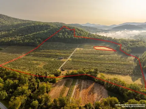 50-Acre Apple Orchard Opportunity