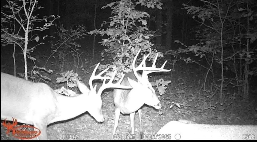 Picture 4