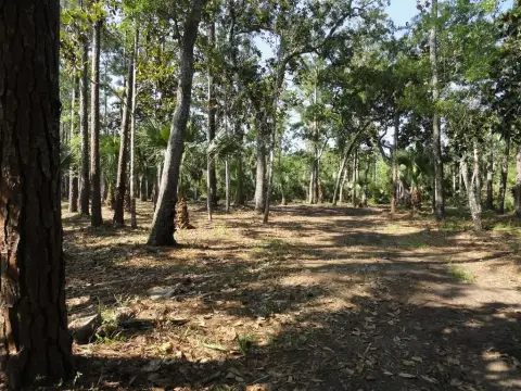 Apalachicola Wooded Residential Land