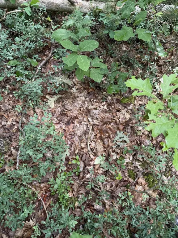 Picture 25