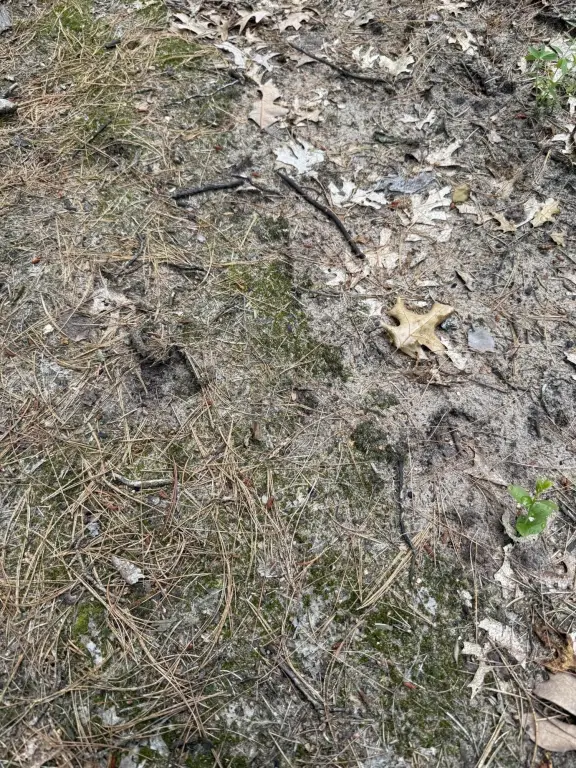Picture 31