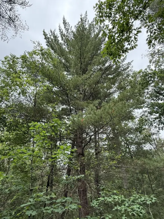 Picture 28