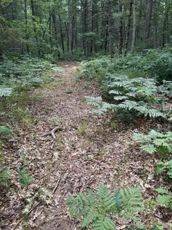 Picture 43