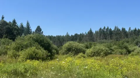 Wooded Hunting and Recreation Land