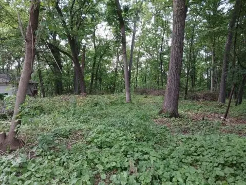 Wooded Lot in Springfield